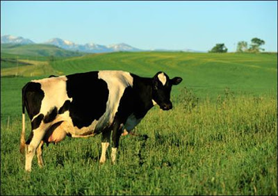 dairy-cow-540x380.grid-6x2