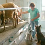 Locust Grove Farm, Farmstead Sheep’s Milk Cheeses