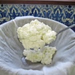 Goat’s Milk Cottage Cheese