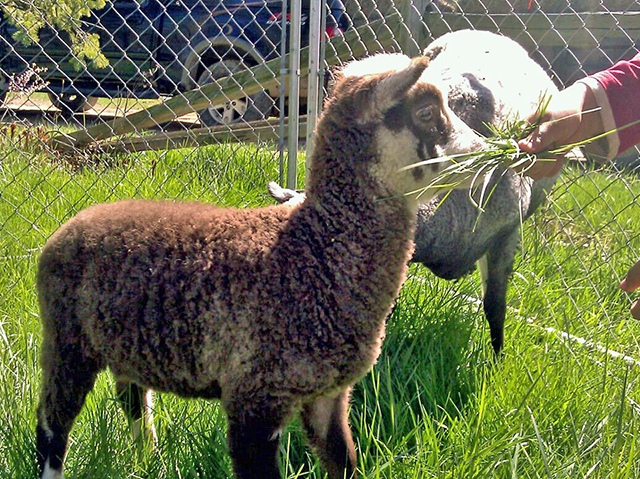 our-ram-lamb-Viktor.