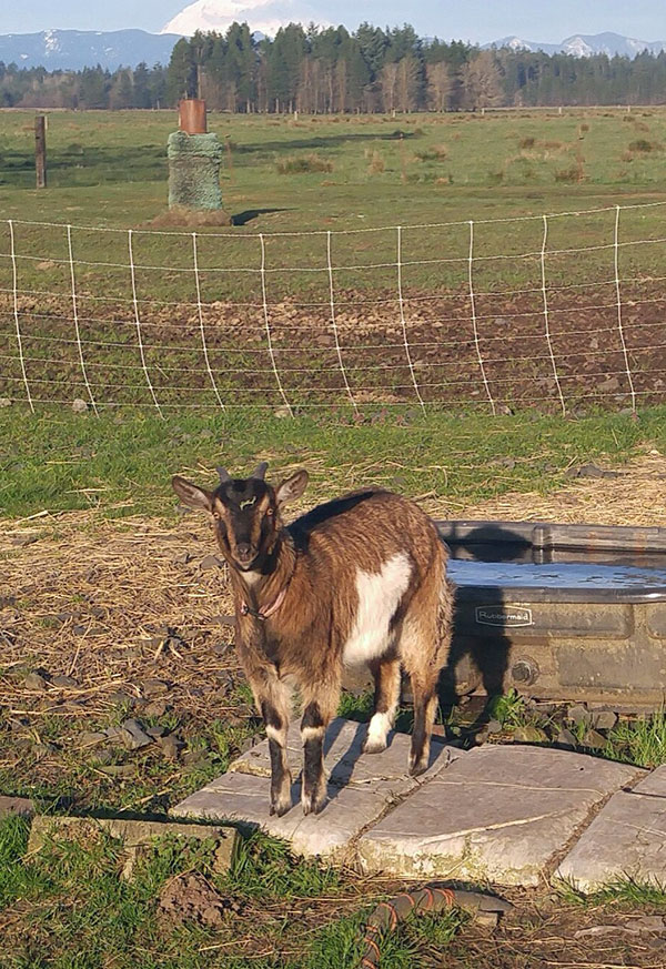 sfw.Beth-the-Goat