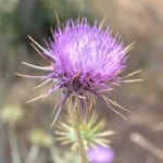 Thistle Rennet: Exciting New Product!