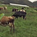 Vaca Negra – After the Hurricane