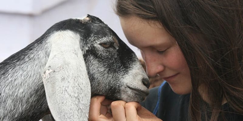 Female and goat touching noses with each other