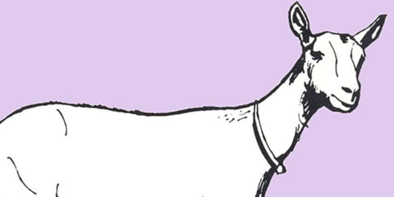 Drawing of a goat with purple background