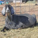 Considering the Care of Retired Dairy Goats
