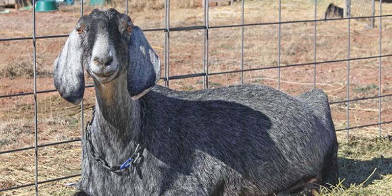 Black and grey goat laying on hay next to fence