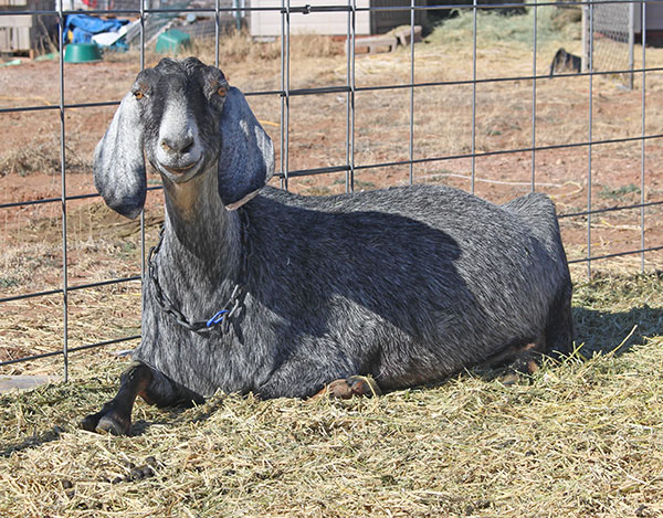 Caring for Retired Dairy Goats, Goat Cheese