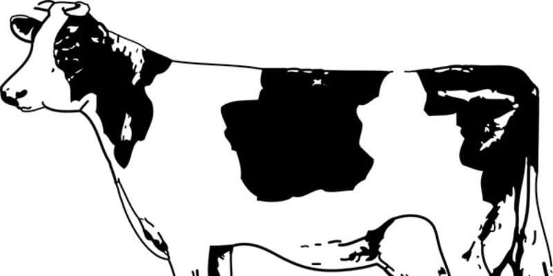 Drawing of side view of black and white cow