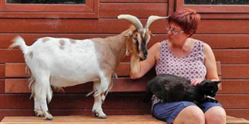 Woman sitting on bench with cat in lap while goat stands next to her