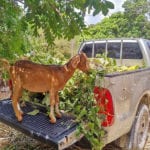 Ruby Goat Dairy in Jamaica