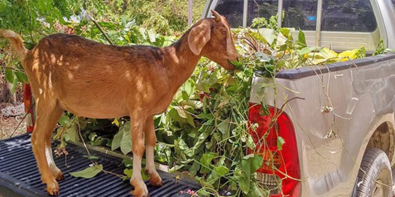 Goat on the tailgate of a truck eating leaves out of the bed