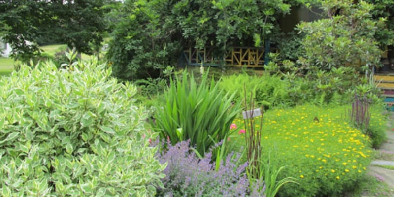 A garden outside of a home with greenery and purple and yellow flowers,