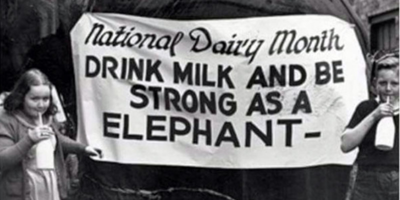 Elephant wearing a national dairy month banner