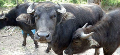 Tilbageholdelse alkohol biologi Where to Buy Water Buffalo Milk in the U.S.