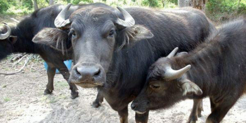 three water buffalo