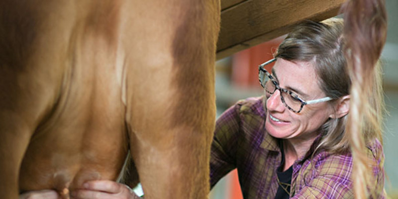 Close up of woman milking light brown cow